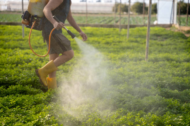 Best Ant Control Services  in Westwood, KS