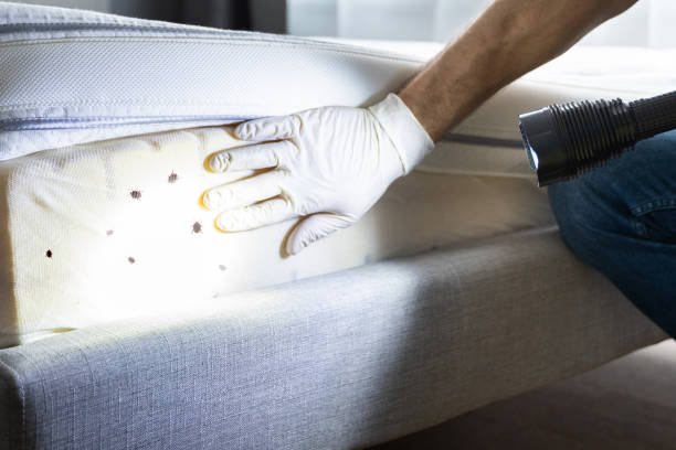 Trusted Westwood, KS Pest Control Experts